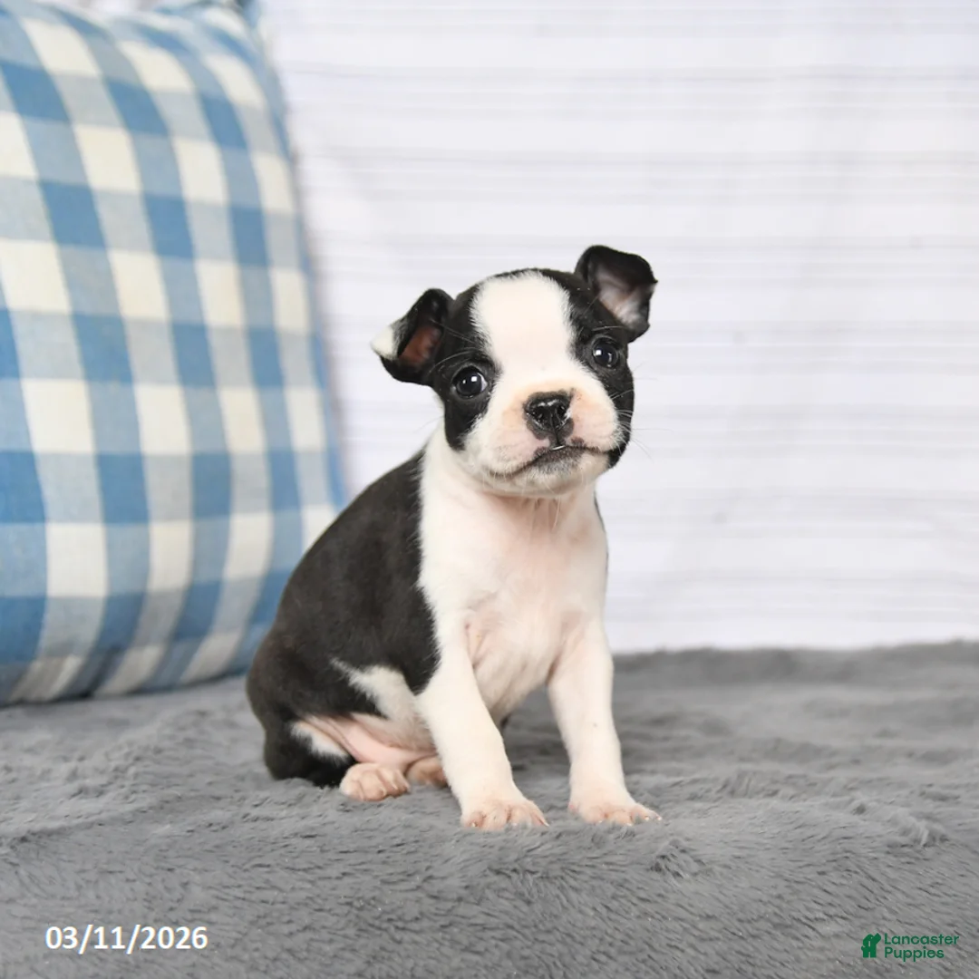 Boston Terrier dogs for sale: Ruby - Ad 1