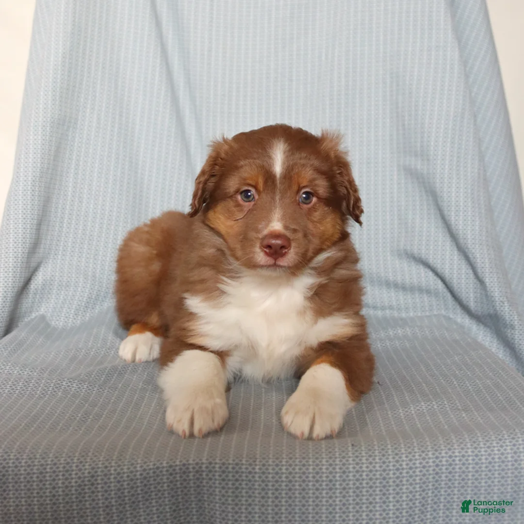 Miniature Australian Shepherd dogs for sale: Chase - Ad 5