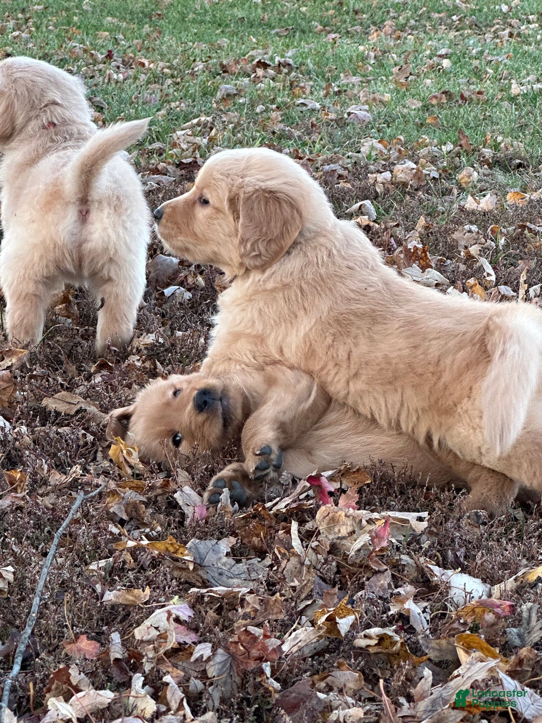 Golden Retriever dogs for sale: Golden Retriever Dark Pink Girl - Ad 6