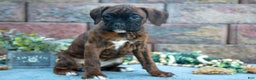 Boxer dogs for sale: Rita - Ad 3