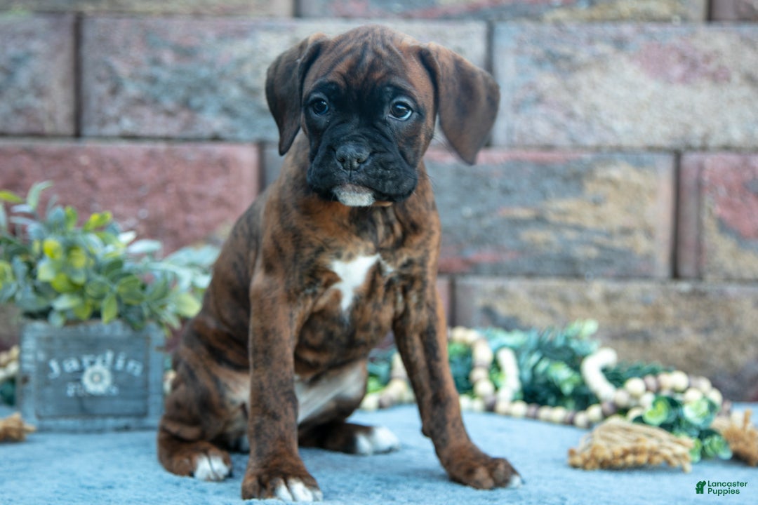 Boxer dogs for sale: Rita - Ad 3