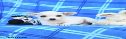 Chihuahua dogs for sale: Udell - Ad 3