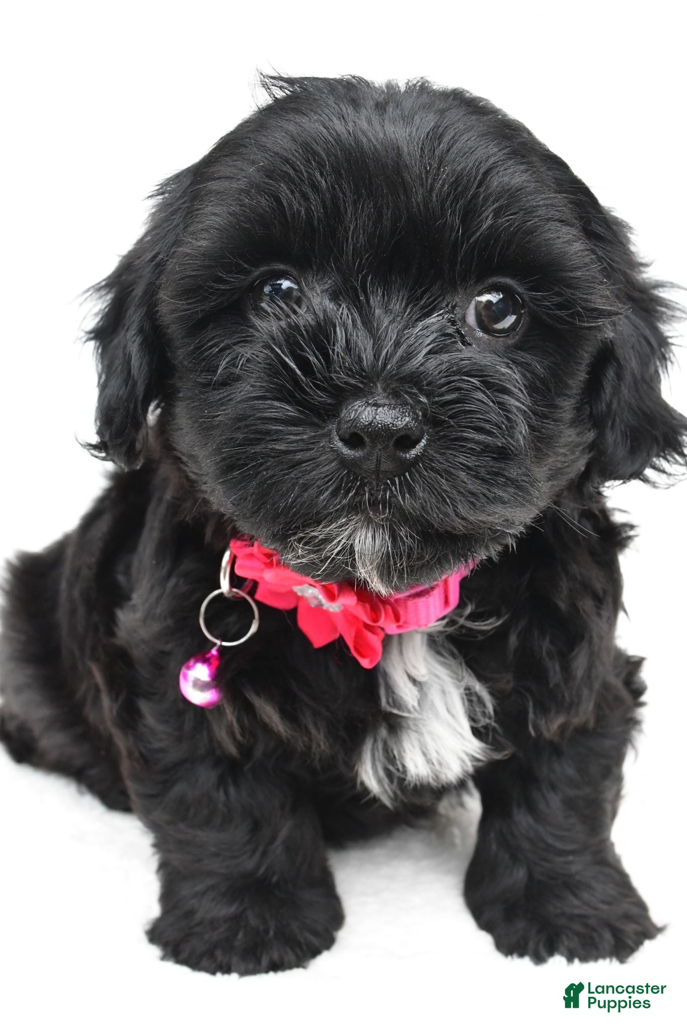 Maltipoo dogs Freda - Ad 1