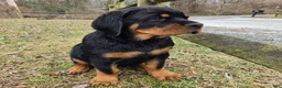 Rottweiler dogs for sale: Rottweiler Puppy 1 - Ad 1
