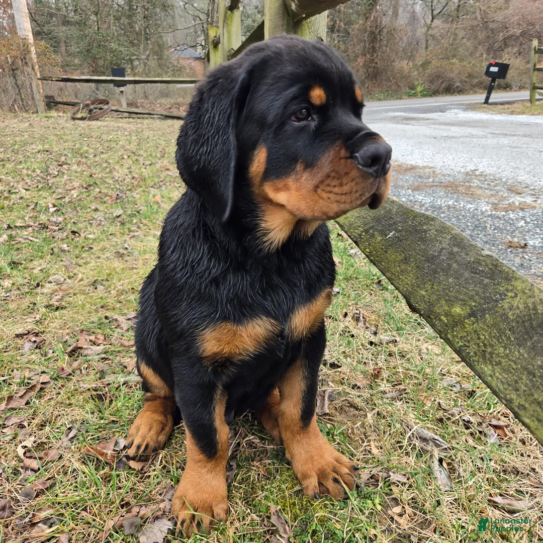 Rottweiler dogs for sale: Rottweiler Puppy 1 - Ad 1