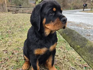 Rottweiler dogs Rottweiler Puppy 1 - Ad 1