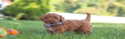 Cockapoo dogs for sale: Hunter - Ad 5