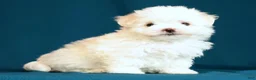 Maltese dogs for sale: Abby - Ad 8