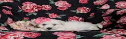 Bichon Frise dogs for sale: Brea - Ad 4