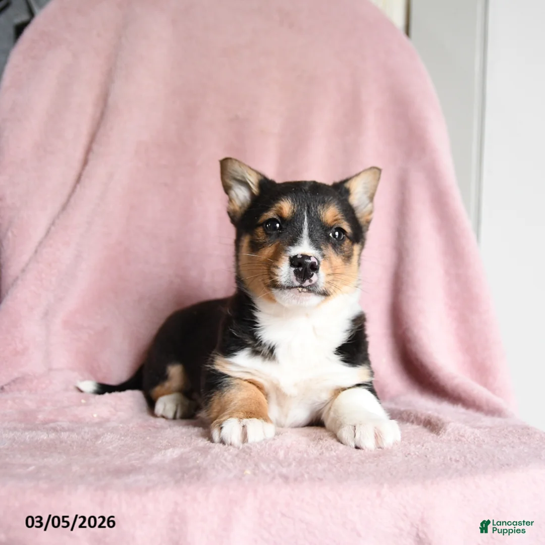 Mixed Breed dogs for sale: Cookie Dough - Ad 1