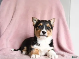 Mixed Breed dogs for sale: Cookie Dough - Ad 3