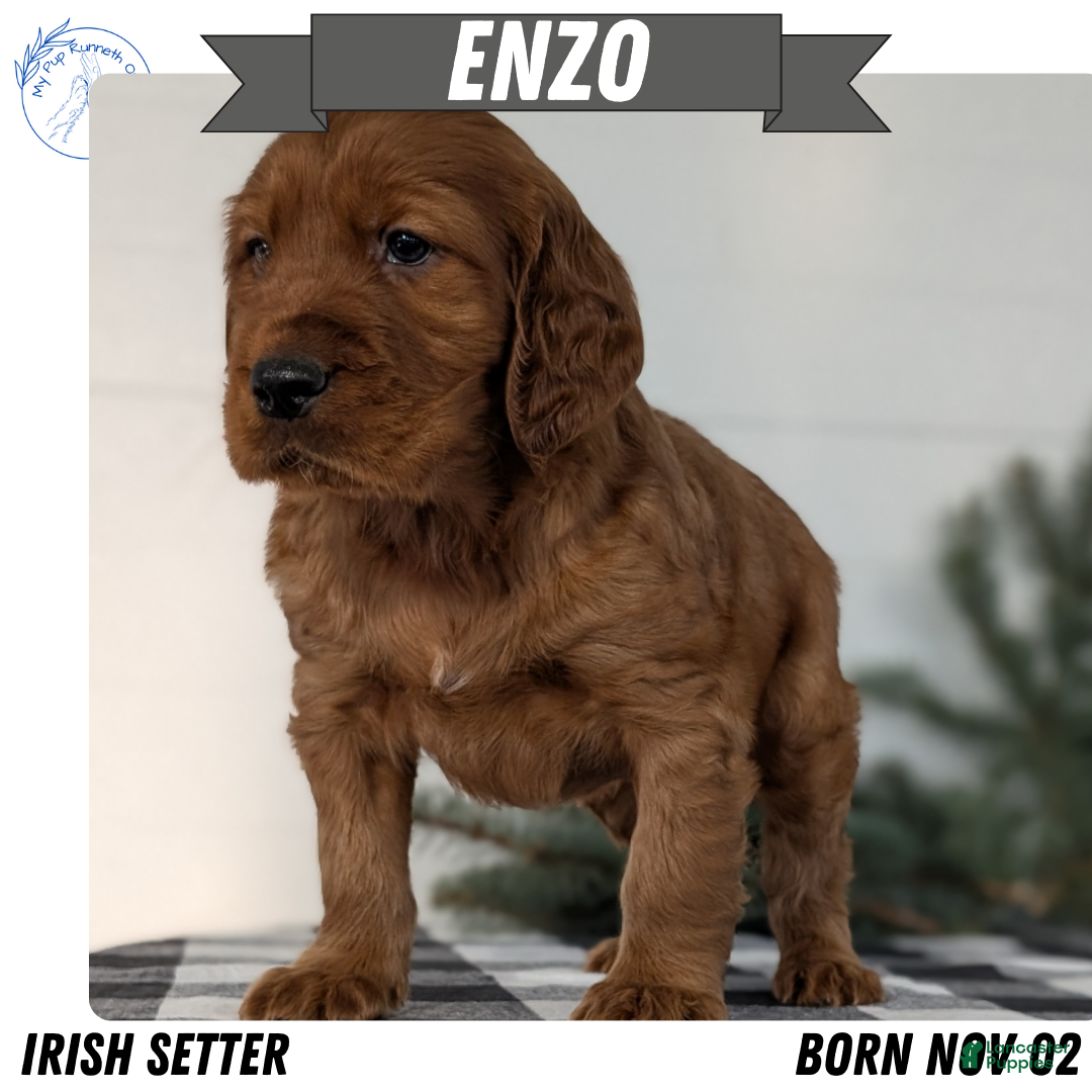 Irish Setter dogs Enzo  - Ad 3