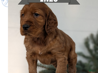 Irish Setter dogs Enzo - Ad 3