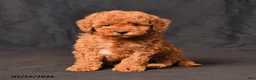Toy Poodle dogs for sale: Bandit - Ad 4