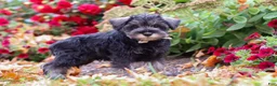 Miniature Schnauzer dogs for sale: Otis - Ad 4