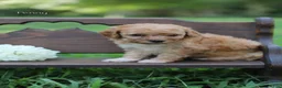 Miniature Poodle dogs for sale: Penny - Ad 1