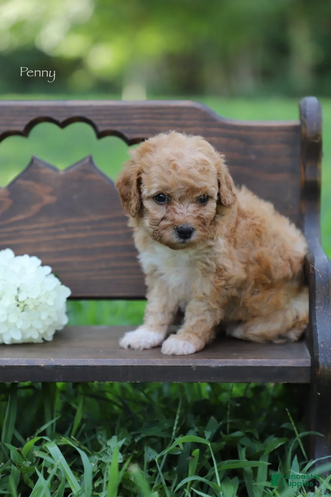 Miniature Poodle dogs for sale: Penny - Ad 1