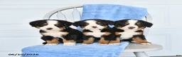 Bernese Mountain Dog dogs for sale: Mahala - Ad 3