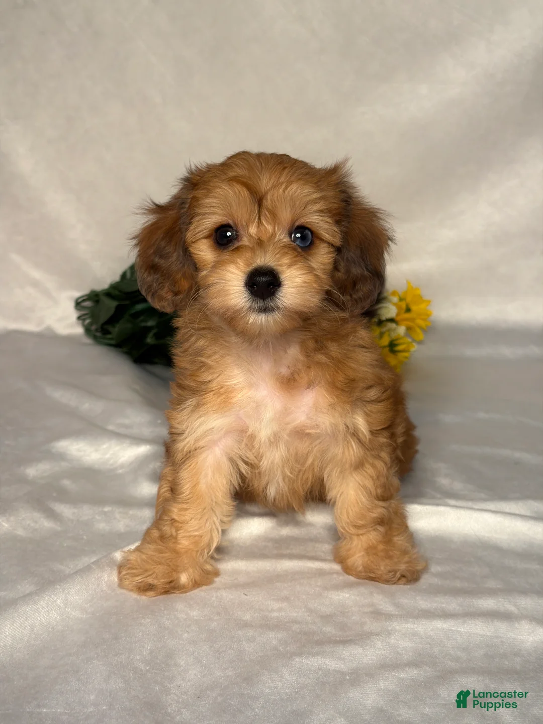 Mixed Breed dogs for sale: James - Ad 1