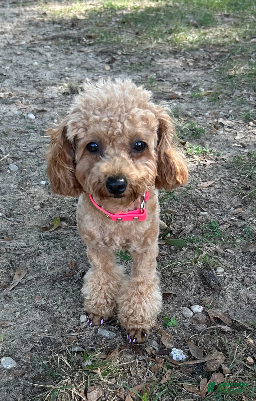 Yorkiepoo dogs for sale: Tuck - Ad 4