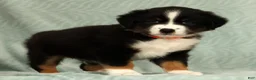 Australian Shepherd dogs for sale: Charlie - Ad 4