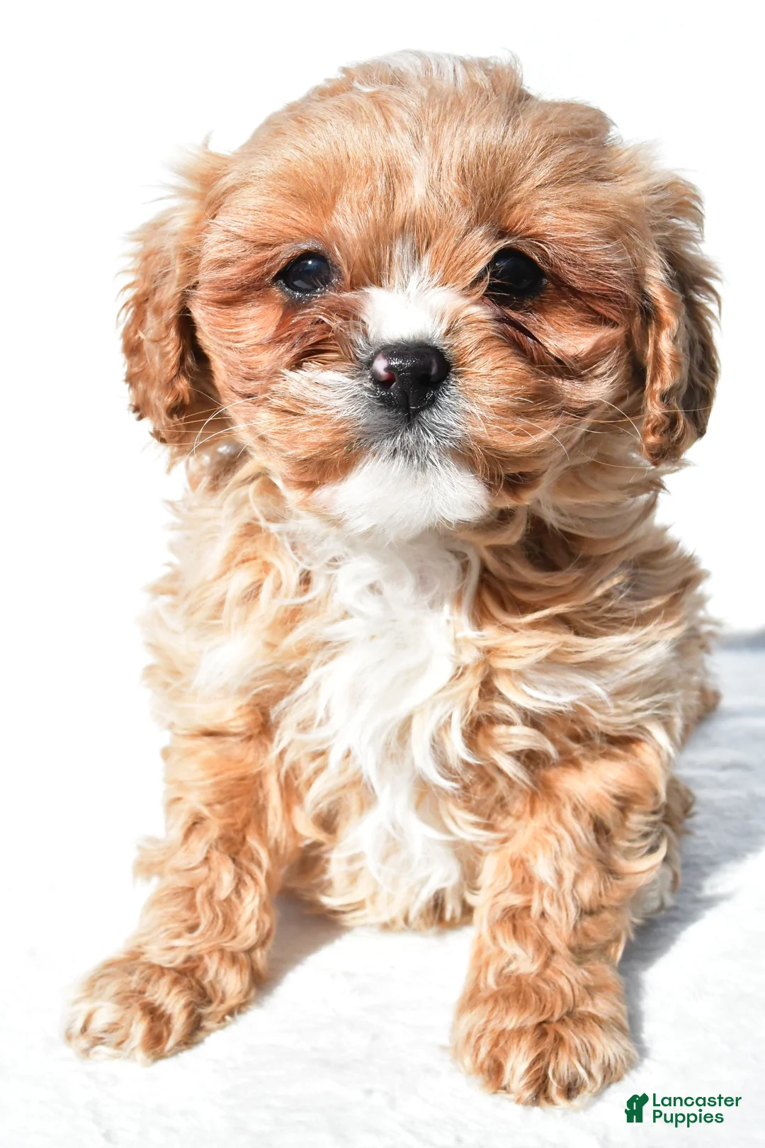 Cavapoo dogs for sale: Ellie - Ad 1