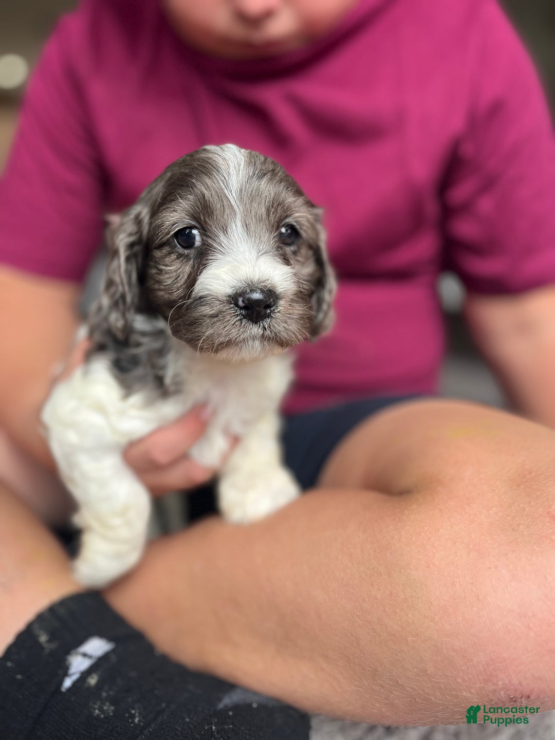 Cockapoo dogs for sale: Fir - Ad 1