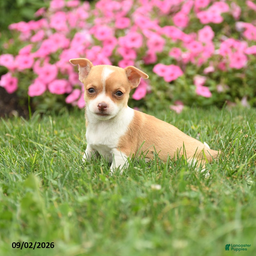 Chihuahua dogs Madame Bailey - Ad 2