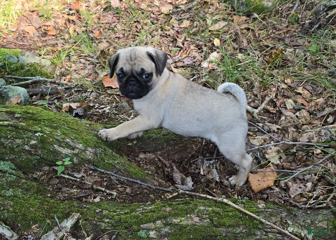 Pug dogs for sale: Dwight - Ad 3