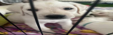 Labrador Retriever Puppy 2