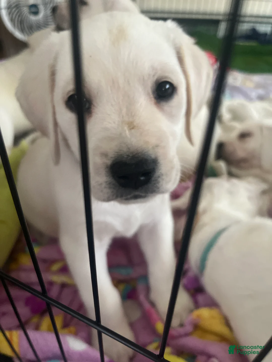 Labrador Retriever dogs for sale: Labrador Retriever Puppy 2 - Ad 1
