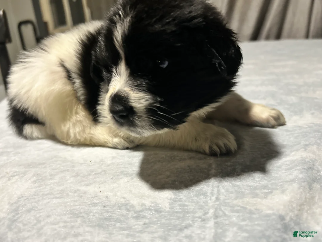 Mixed Breed dogs for sale: Mixed Breed Puppy 7 - Ad 1