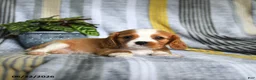 Cavalier King Charles Spaniel dogs for sale: Jason - Ad 3
