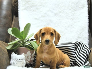 Miniature Dachshund dogs - Ad 6