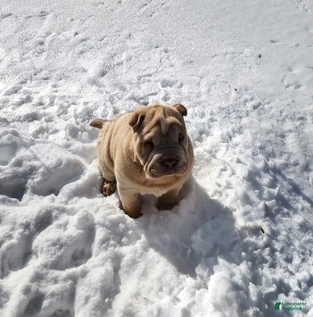 Shar Pei dogs for sale: Flurries mini  - Ad 5