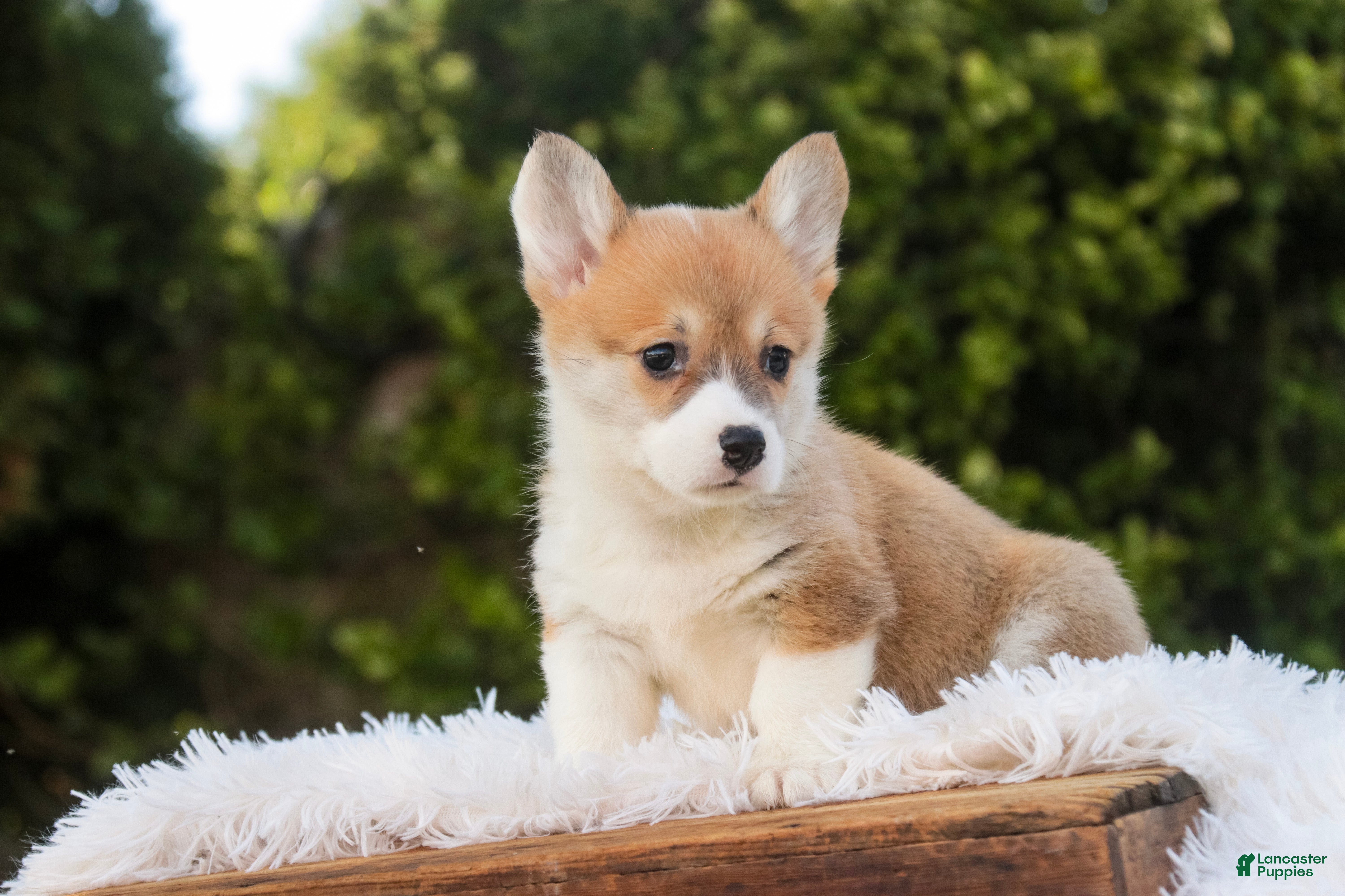 Welsh Corgi Pembroke dogs Miriam Welsh Corgi Pembroke - Ad 2