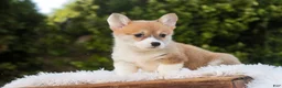 Welsh Corgi Pembroke dogs for sale: Miriam Welsh Corgi Pembroke - Ad 7
