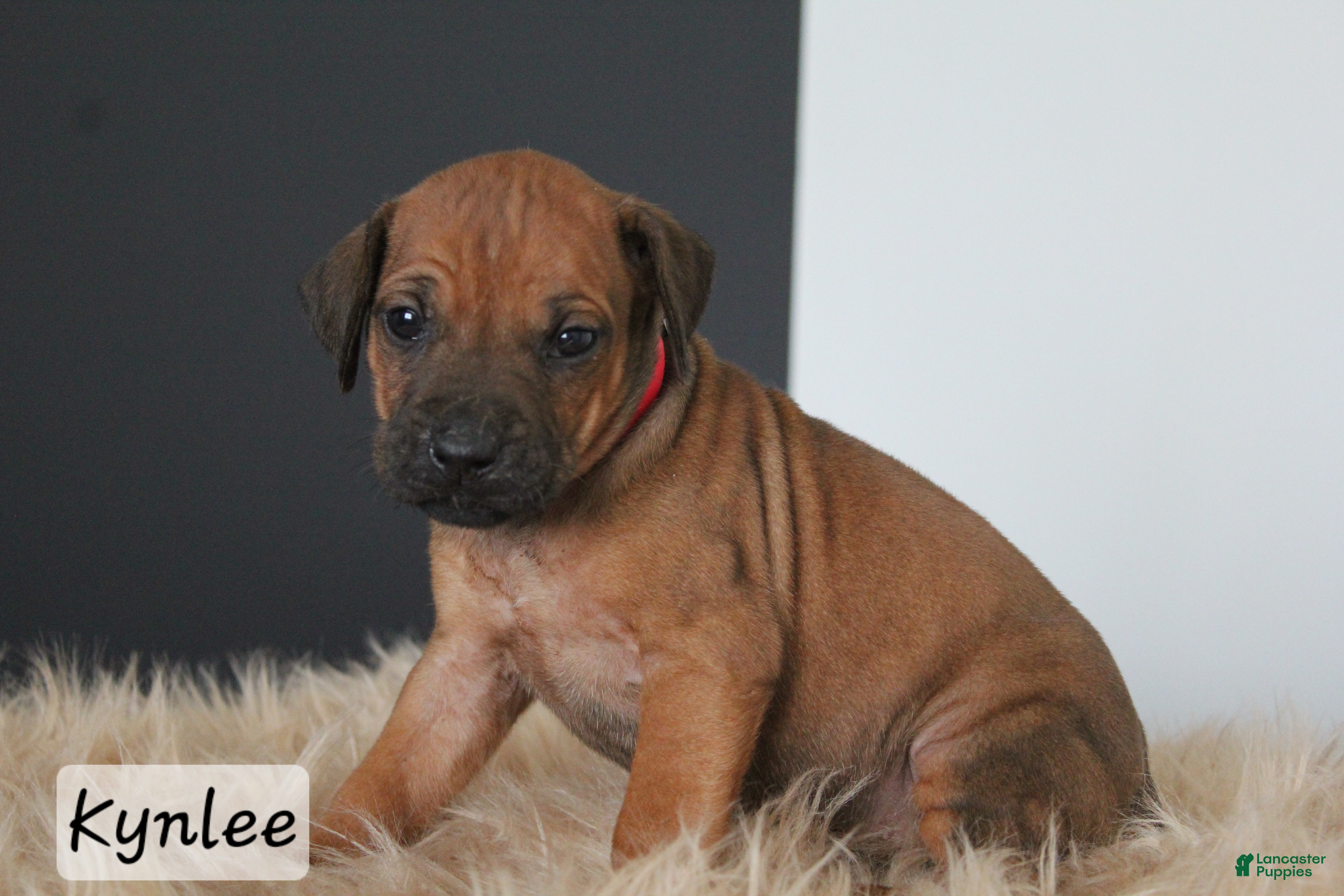 Rhodesian Ridgeback dogs Kynlee - Ad 17