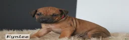 Rhodesian Ridgeback dogs for sale: Kynlee - Ad 1