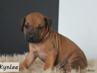 Rhodesian Ridgeback dogs Kynlee - Ad 17