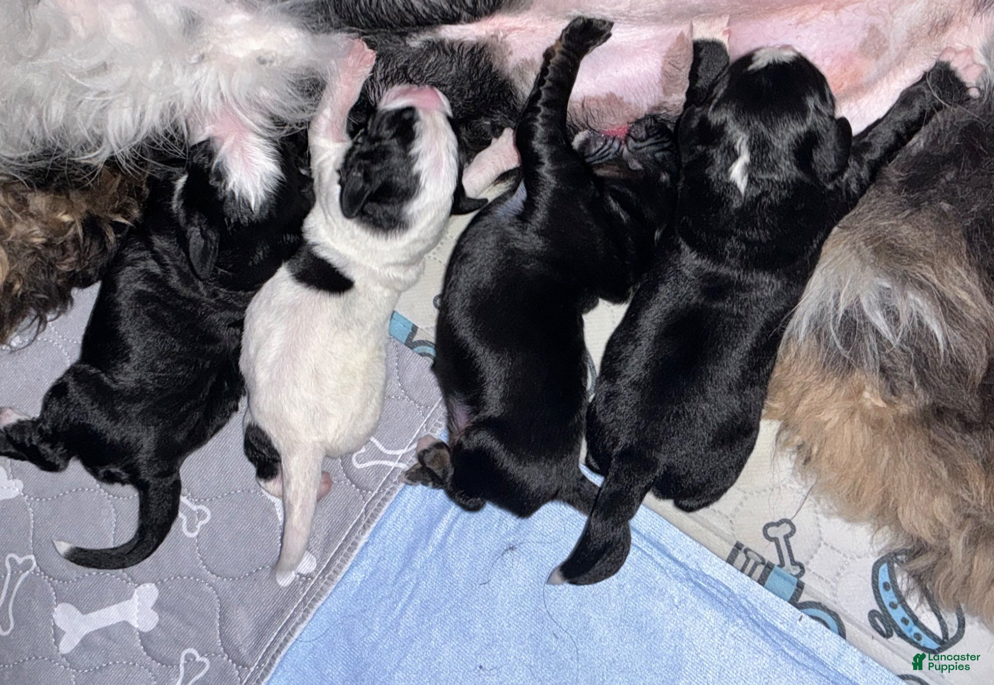 Bernedoodle dogs Suzy - Ad 40