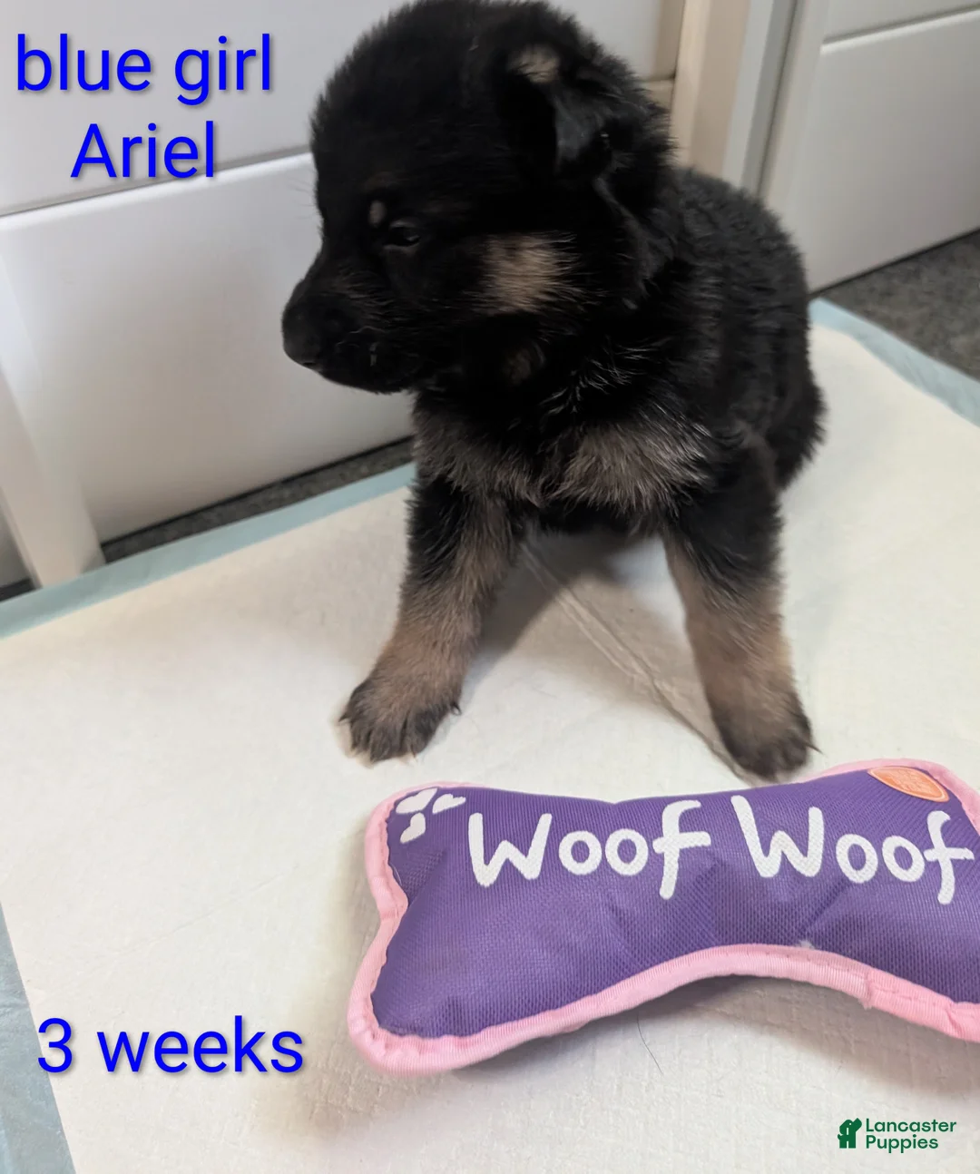 German Shepherd dogs for sale: Ariel - Ad 1