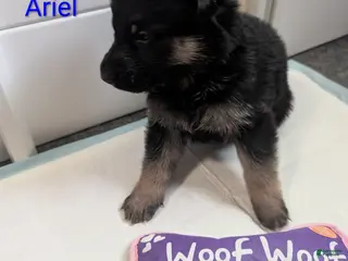 German Shepherd dogs Ariel - Ad 38