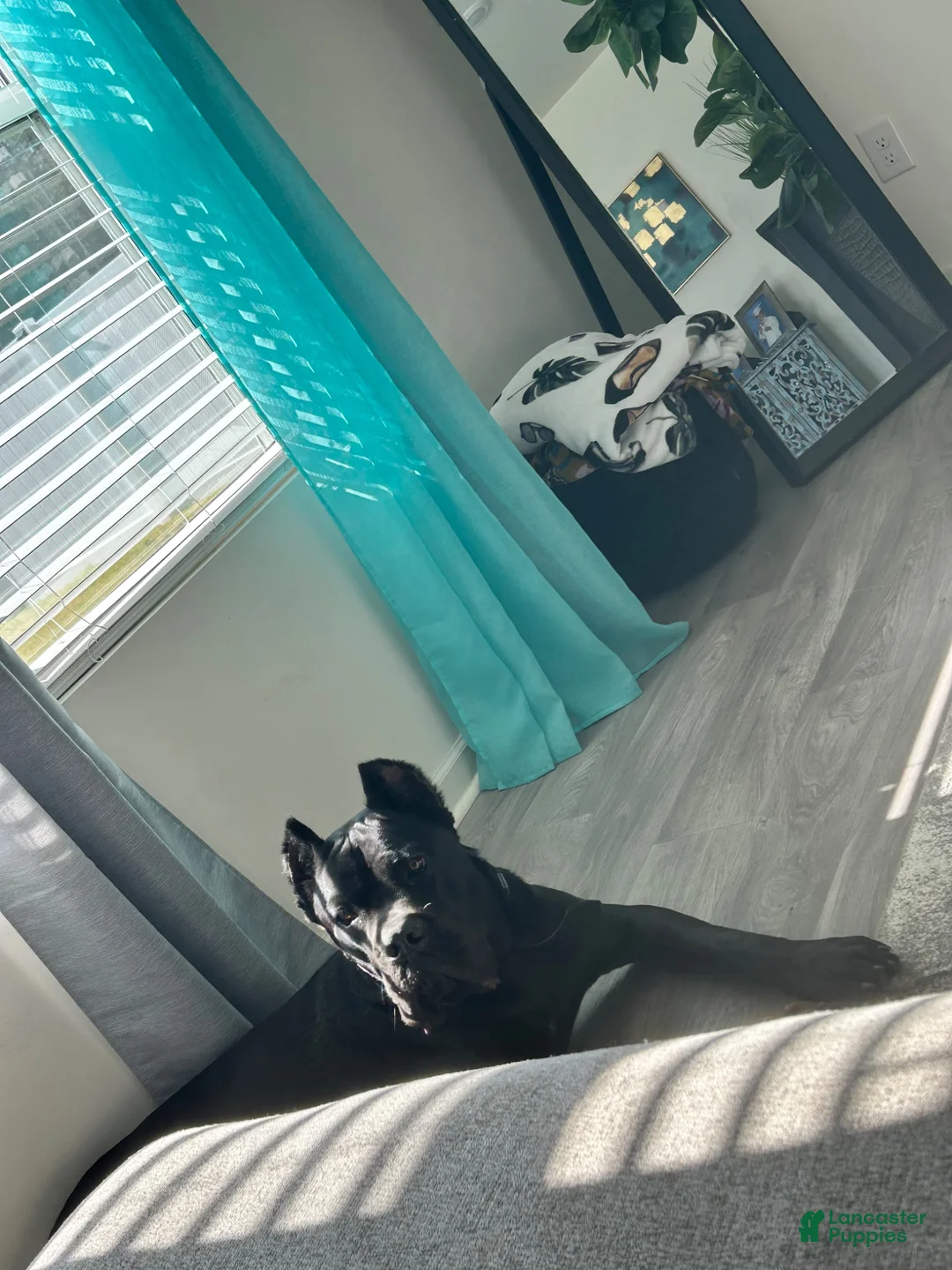 Cane Corso dogs for stud: Bash  - Ad 2