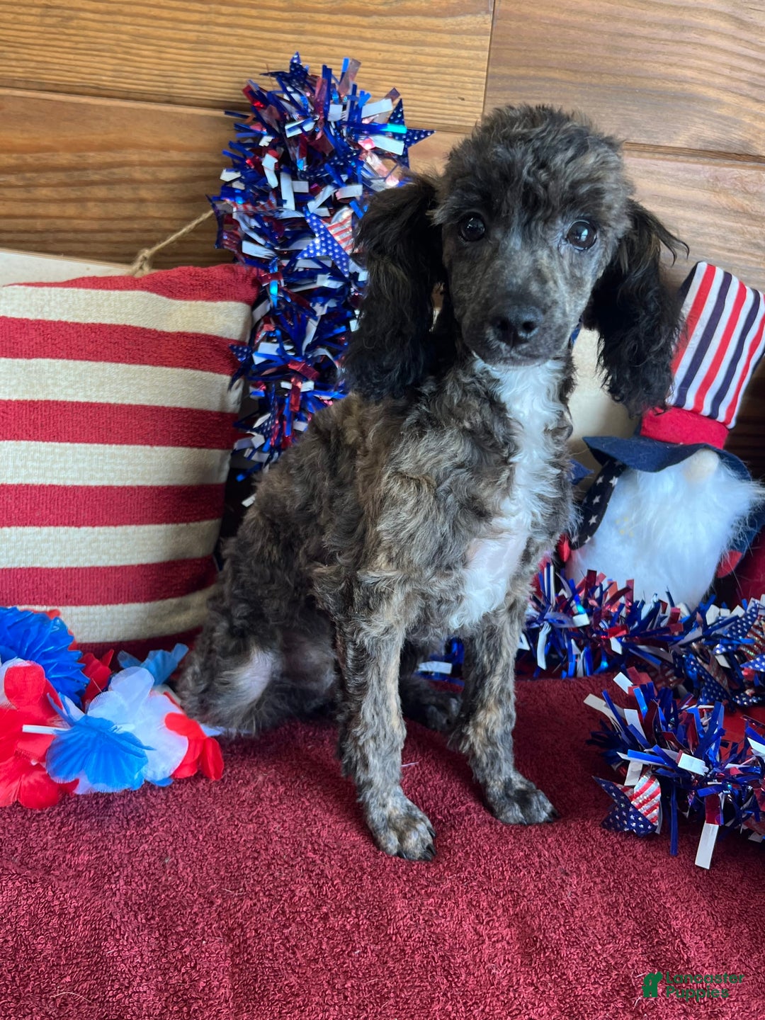 Toy Poodle puppies for sale in Lancaster Puppies