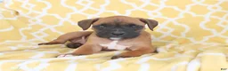 Boxer dogs for sale: Archie - Ad 4