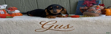 Gus