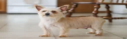 Morkie dogs for sale: Marcus - Ad 9