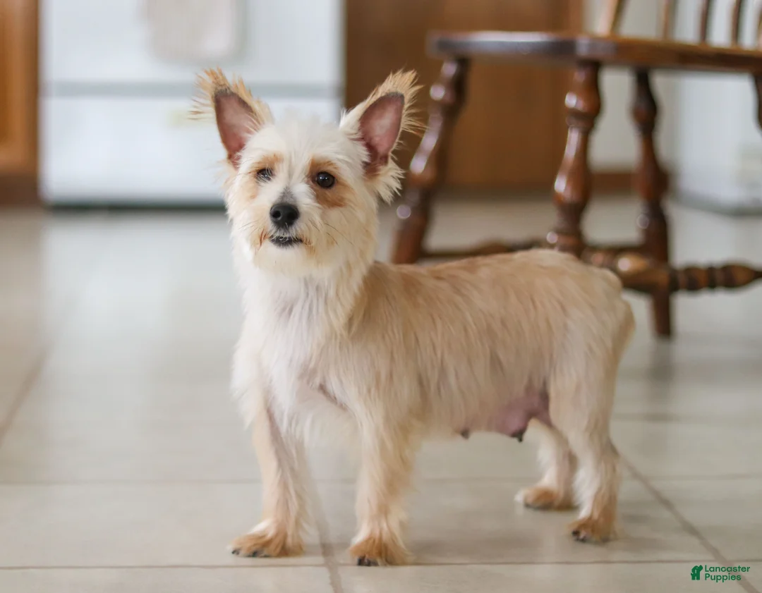 Morkie dogs for sale: Marcus - Ad 9