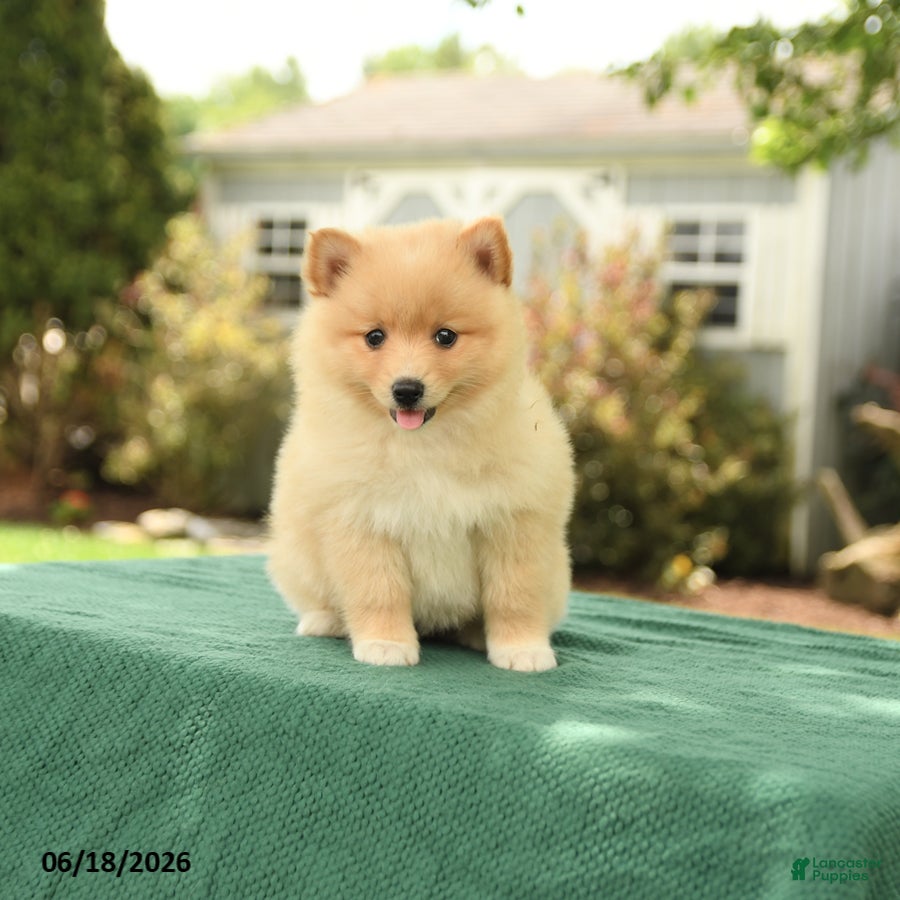Pomsky dogs Kara - Ad 2